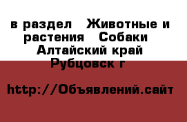  в раздел : Животные и растения » Собаки . Алтайский край,Рубцовск г.